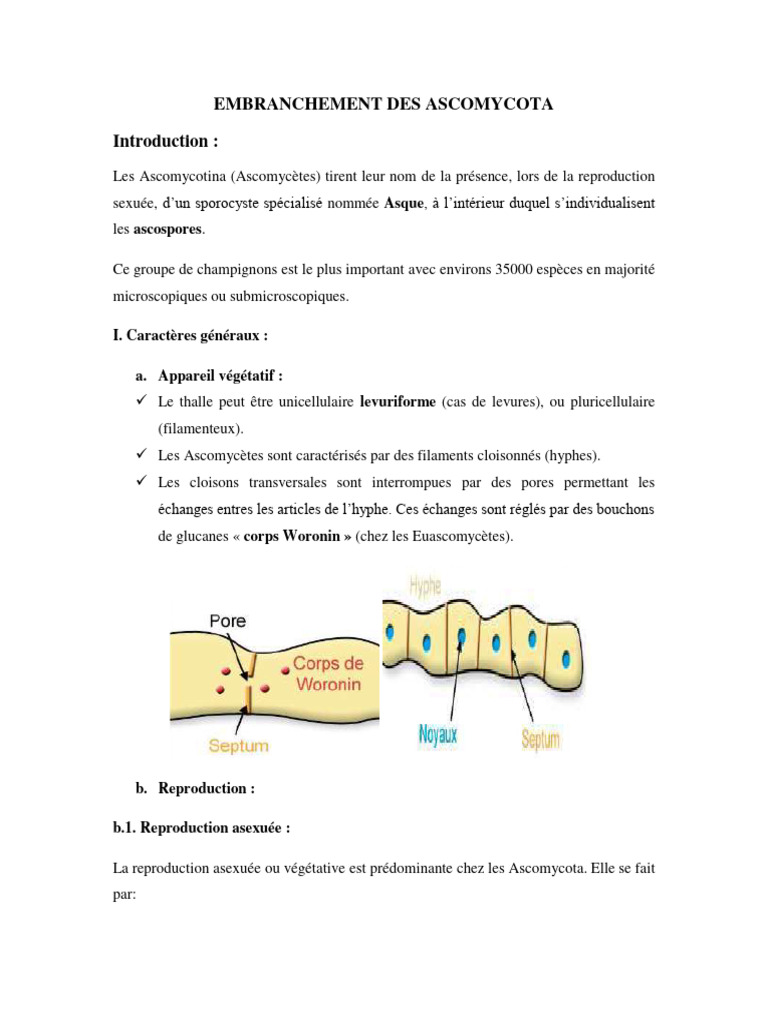 Reproduction et classification des Ascomycètes | PDF | Champignons ...