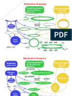 Mitochondria and Cell Respiration