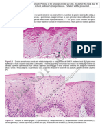 Anatomia e histologia 2