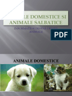 Animale Domestice Si Animale Salbatice