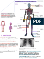Le Squelette Et Le Système Nerveux