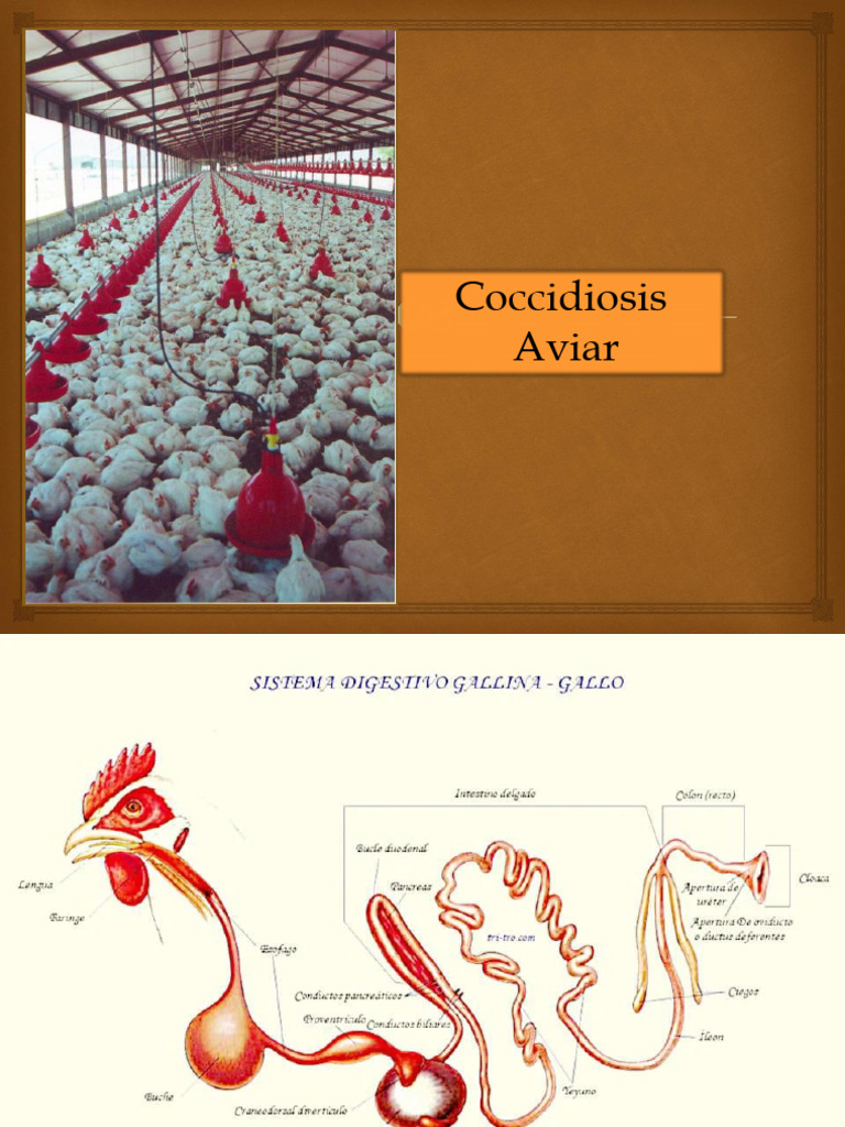 Coccidiosis en aves de corral 2023_172b3d4fc84bbcc7f47c5874593e3829