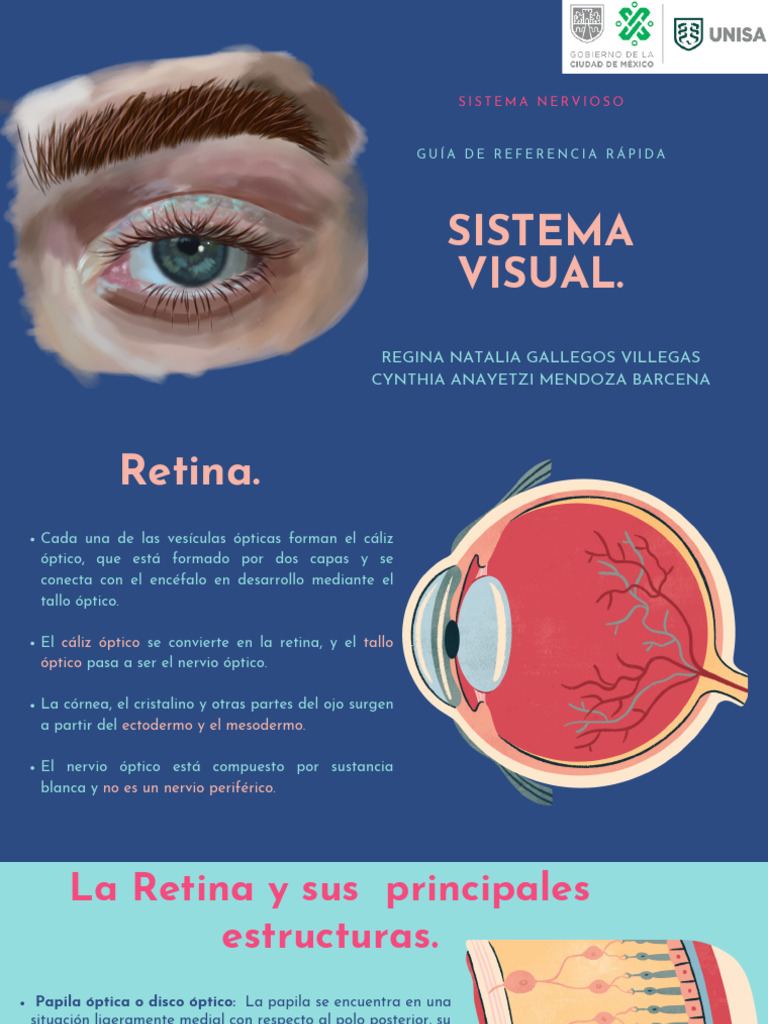 Sistema Visual Pdf Percepción Visual Retina