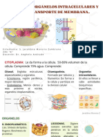 Organelos y Mecanismos de Transporte de Membrana