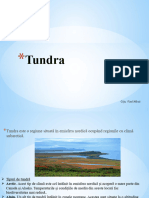 Tundra