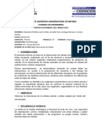 Informe de Laboratorio Morfo