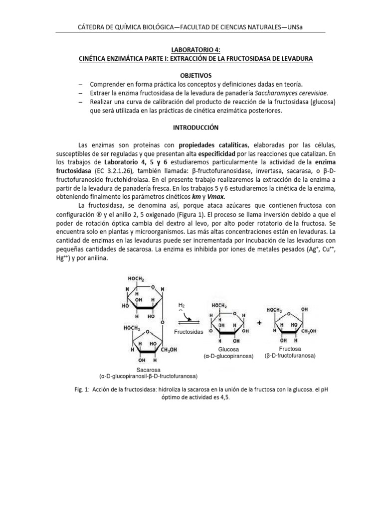 QB-LAB 4-Cinetica Enzimatica I (1) | PDF | Enzima | Levadura