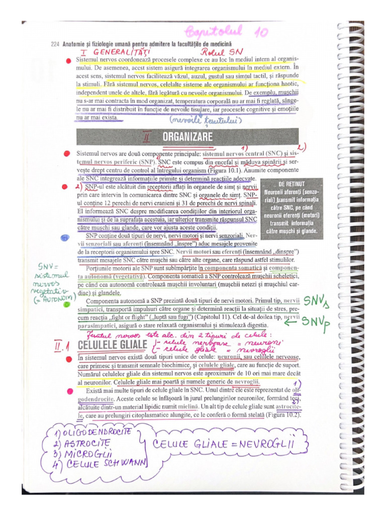 Cap.10Barron's-Tesutul Nervos-Pag.224-235 | PDF