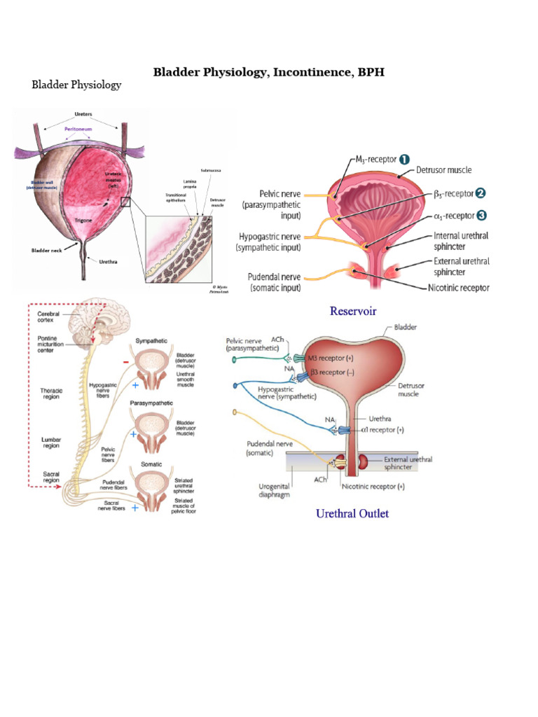 BPH and Incontinence PDF Urination Urinary Incontinence
