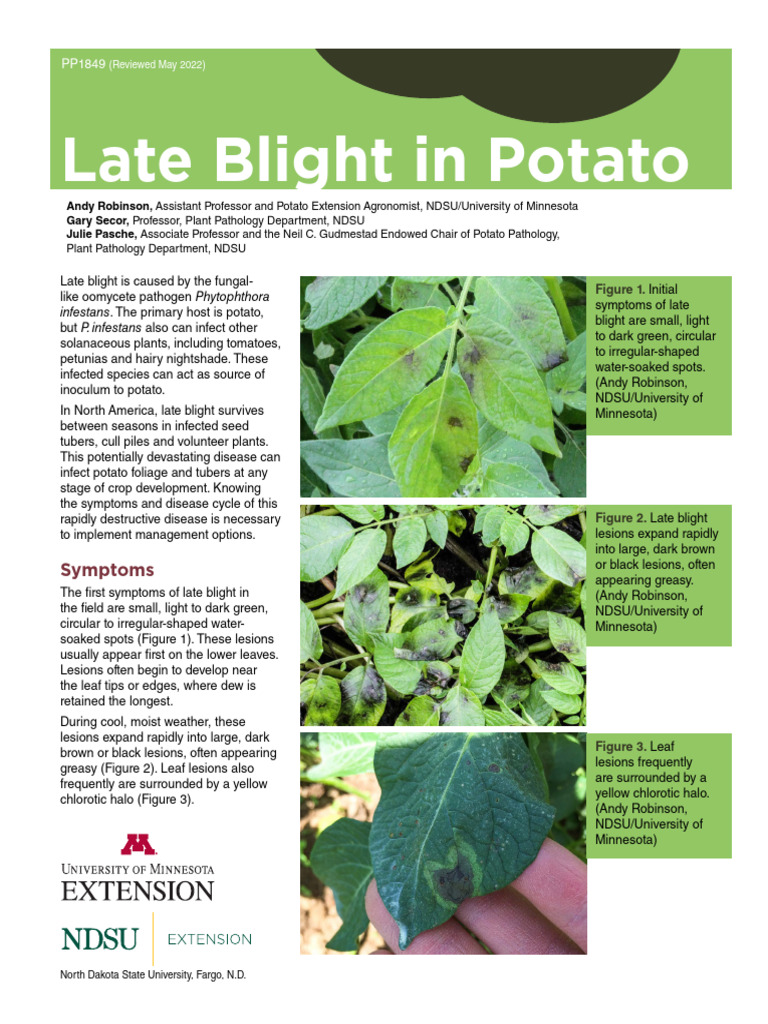 Late Blight of Potato PDF Plant Pathology Branches Of Botany