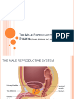 Male Reproductive System