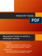 Adaptacion Celular