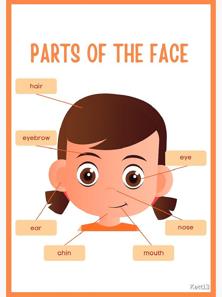 paretes de la cara en ingles preescolar PDF
