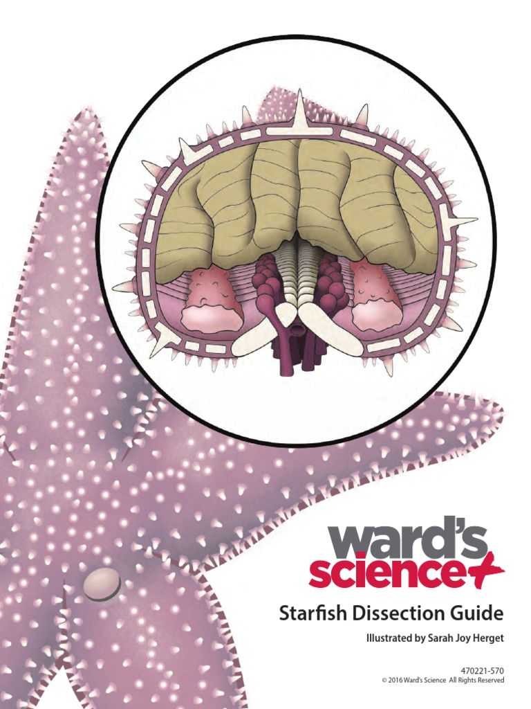 470221 570 Starfish Dissection Pdf Zoology Anatomy