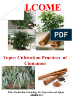 Cultivation of Cinnamon