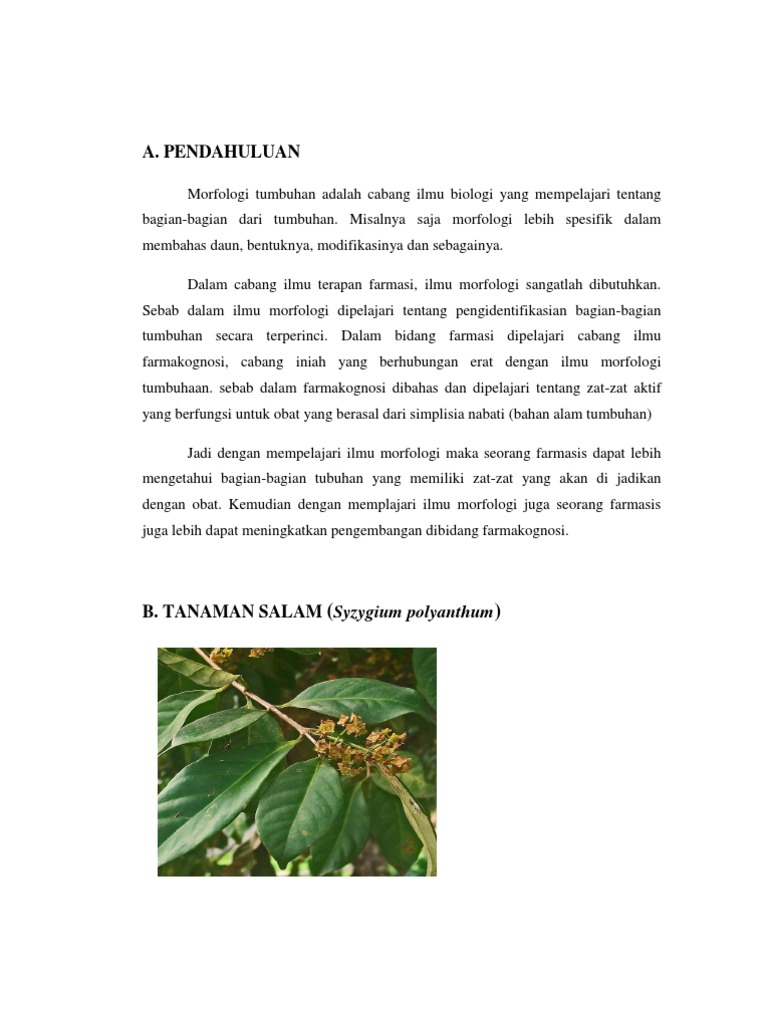 A Pendahuluan Syzygium polyanthum