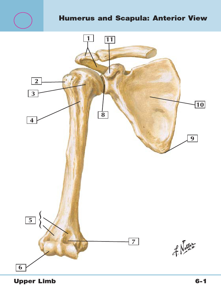 Bones Flash Card | PDF | Knee | Elbow