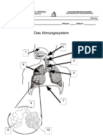 Aufbau Atmungssystem 2019