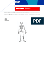 Sistema Oseo para Sexto de Primaria