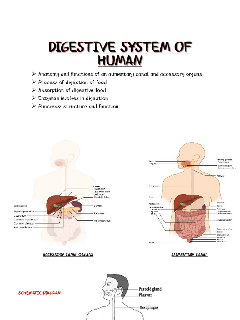 Human Digestive System Overview | PDF | Pancreas | Digestion
