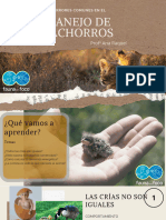 8 Errores Comunes Crías Salvajes