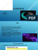 Acidos Nucleicos II