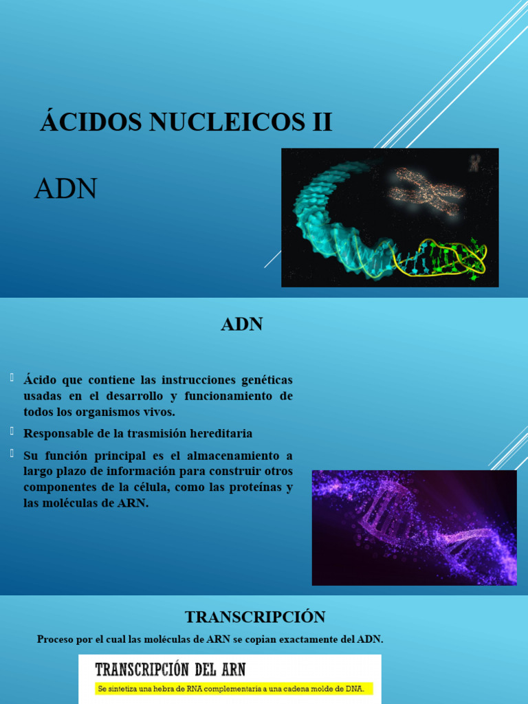 Cidos Nucleicos Ii Pdf Rna Cidos Nucleicosmapa Mental Cidos Nucleicos