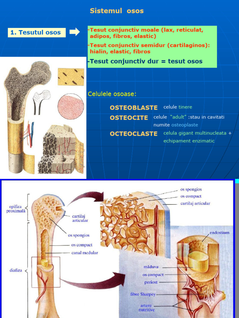 Osos | PDF