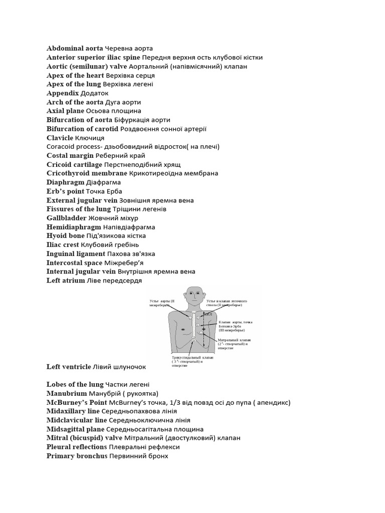 Abdominal aorta Черевна аорта | PDF