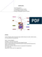 Digestive System