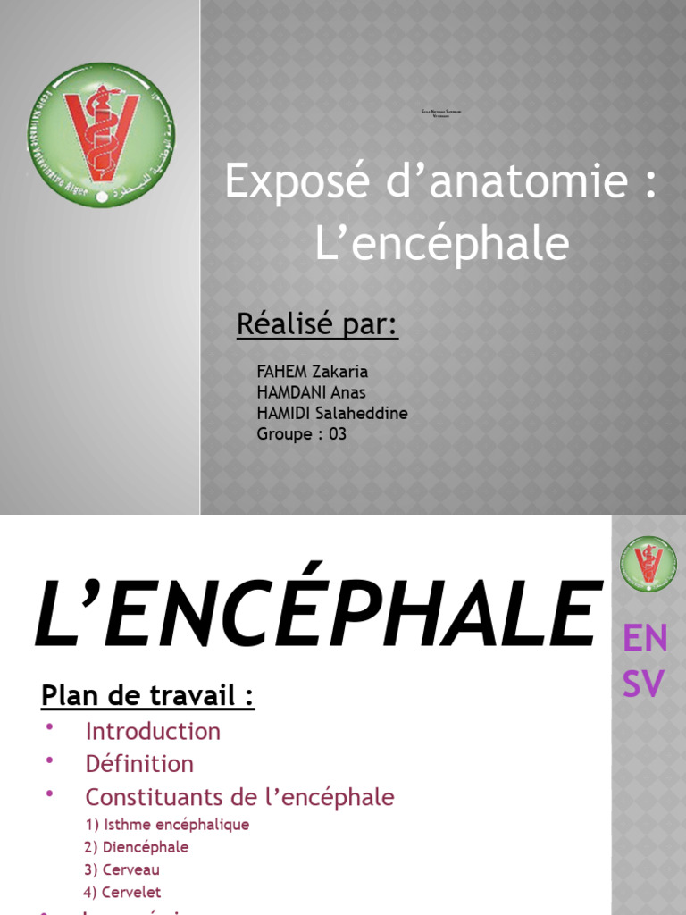 Encéphale | PDF | Système nerveux central | Thalamus
