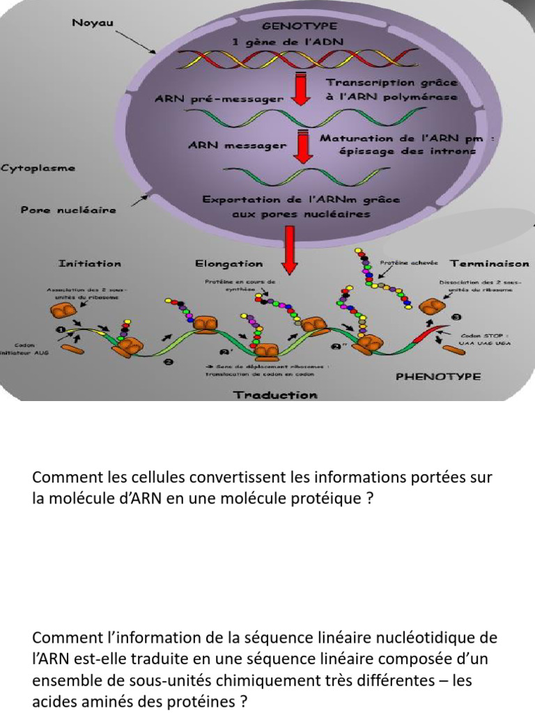 Décodage de l'ARN en Protéines | PDF | Traduction génétique | Acide ...