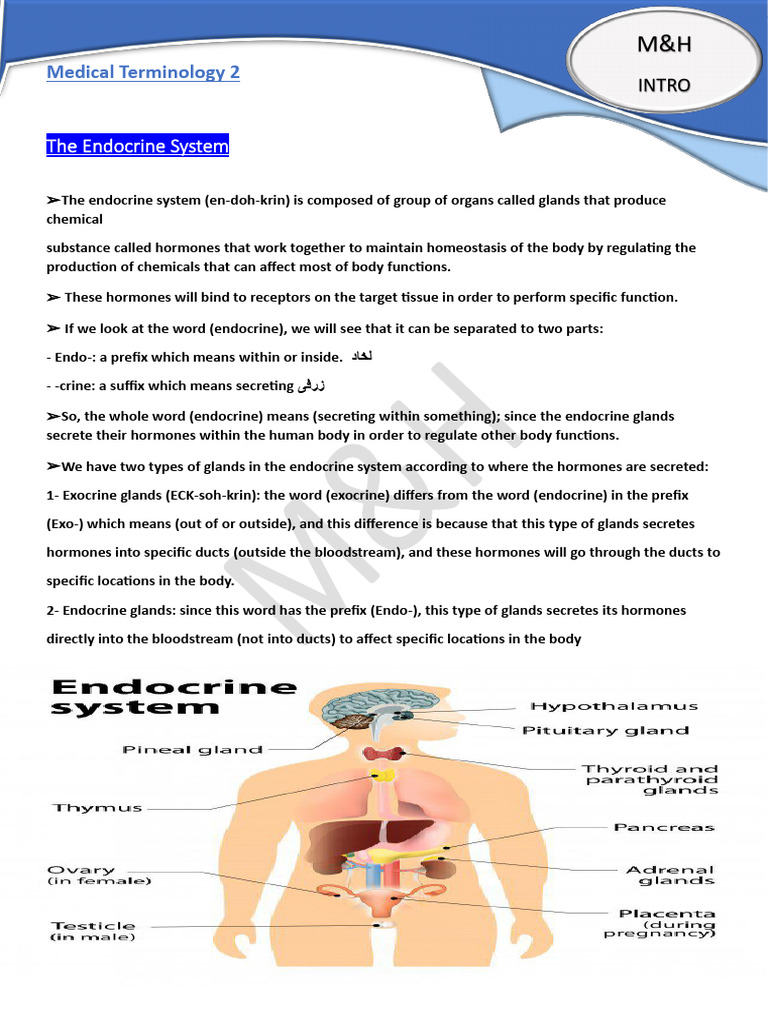 Medical Terminology 2 | PDF | Digestion | Kidney