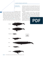 Bannister2018 Baleen Whales (Mysticeti) Morfología y Anatomía