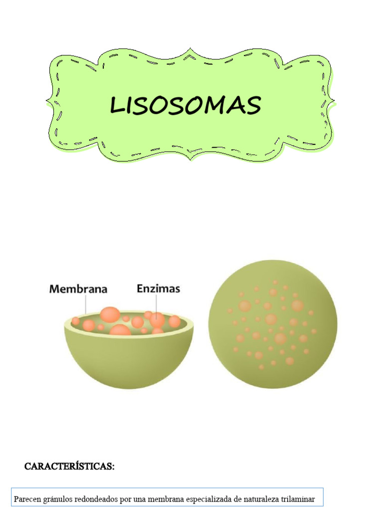 Función y Estructura de Lisosomas | PDF | Mitocondria | Nucleo celular