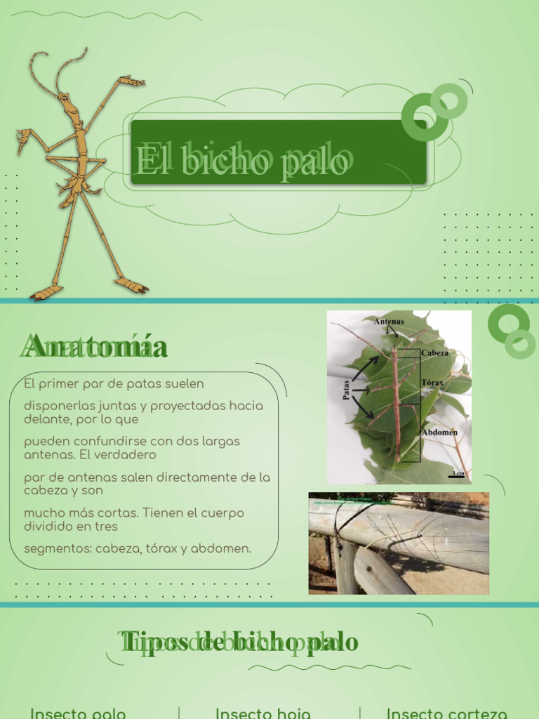 El Bicho Palo | Descargar gratis PDF | Insectos | Reproducción