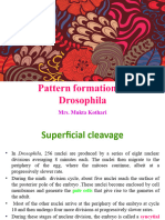 Pattern Formation in Drosophila