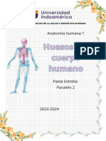 Huesos Del Cuerpo Humano