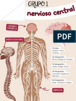 Biologia Sistema Central Ver