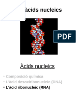 Àcids Nucleics III