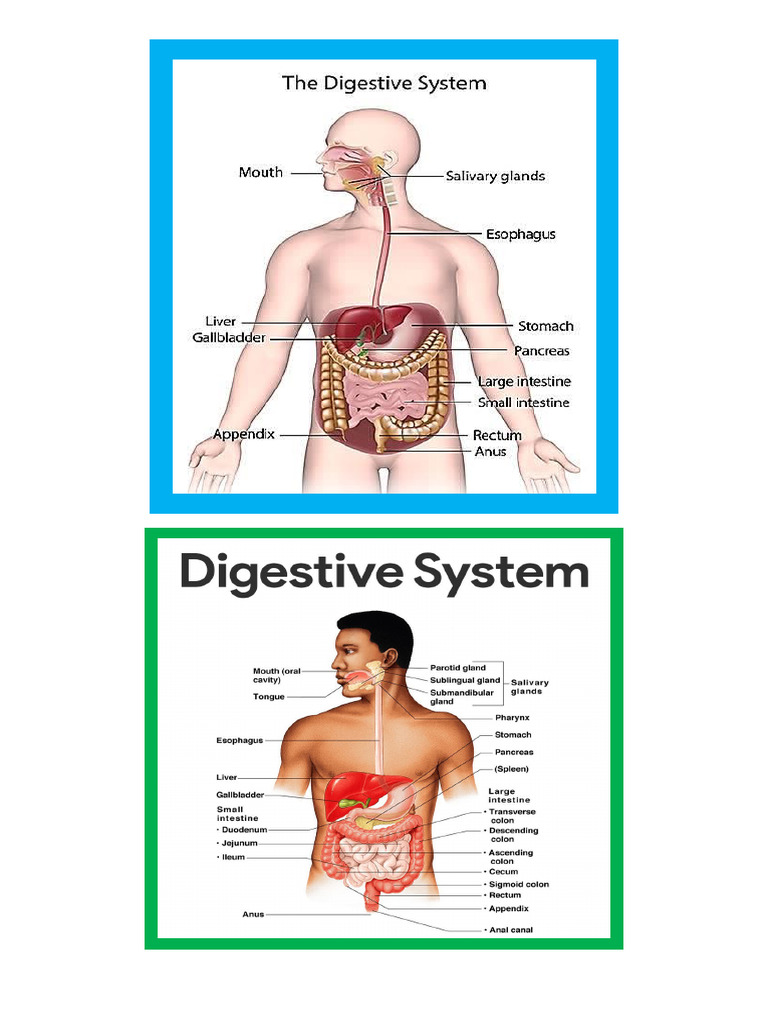 Digestive System | PDF