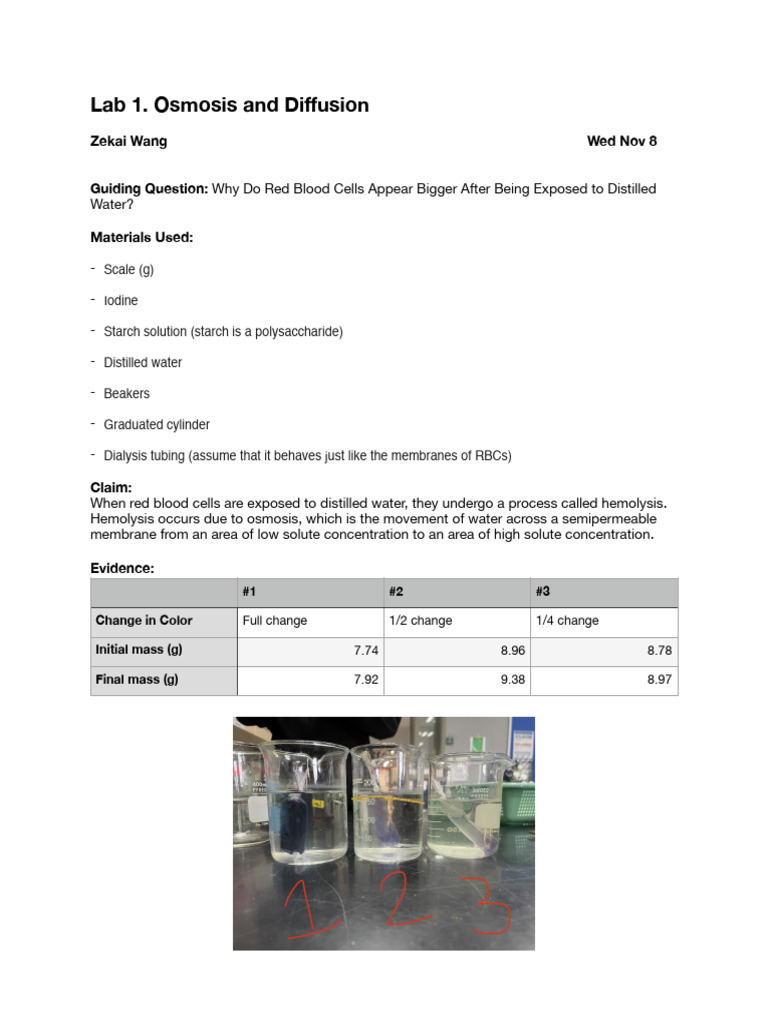Osmosis Lab PDF Osmosis Starch