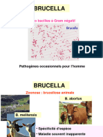 BRUCELLA+ Bacillus