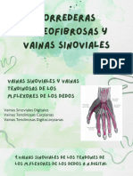 Correderas y Vainas Sinoviales 