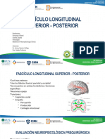 Fasciculo Longitudinal Superior