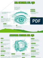 Partes Del Ojo Humano