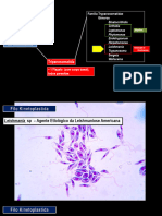 Protista Leishmania 2023