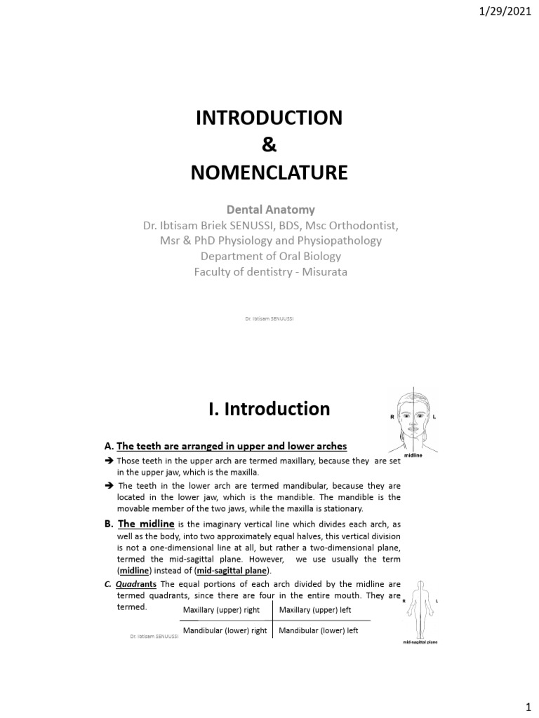 1st and 2nd - Lecture of Dental Anatomy | PDF | Tooth | Human Tooth
