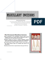 Maxillary Lateral Incisor