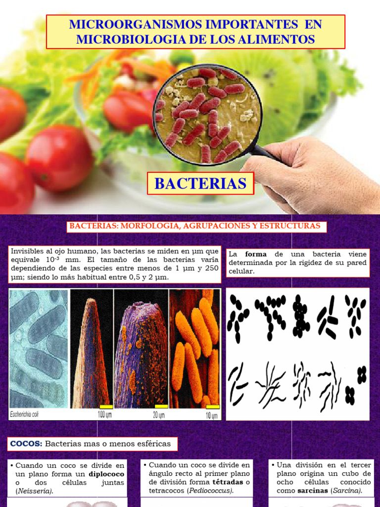Bacterias de Importancia en Microbiologia de Alimentos | PDF